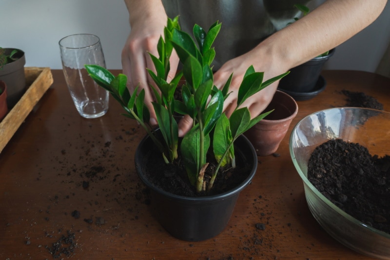 person repotting ZZ plants