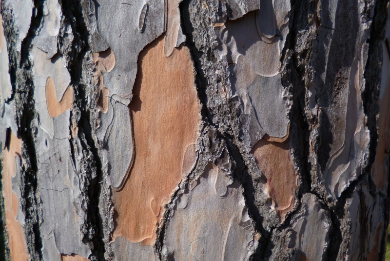 pine tree bark