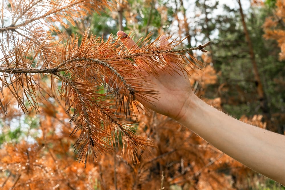 pine tree crown