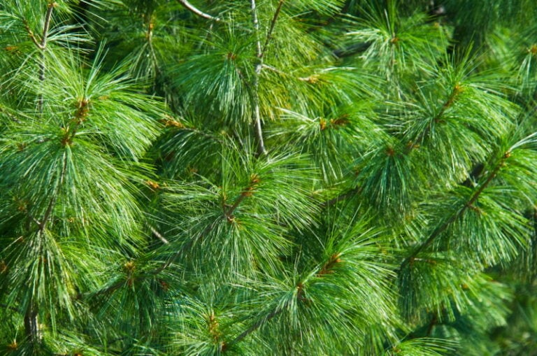 Is My Pine Tree Dying? 7 Signs & What To Do | Home Grail