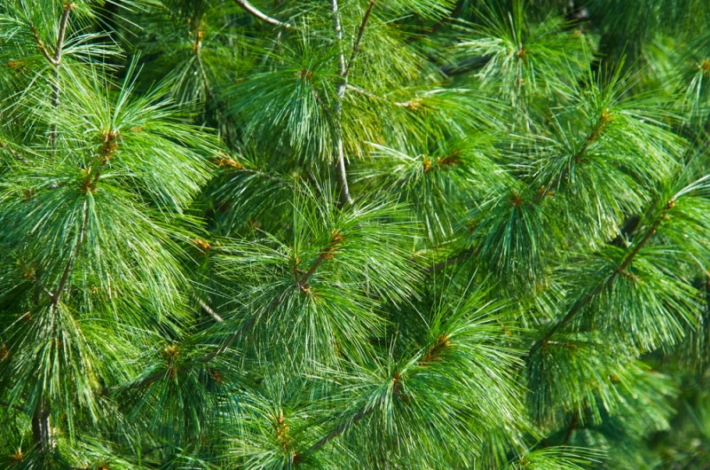pine tree needle