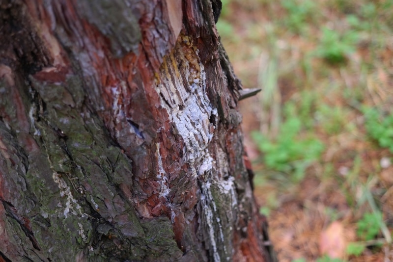pine tree sap leaking