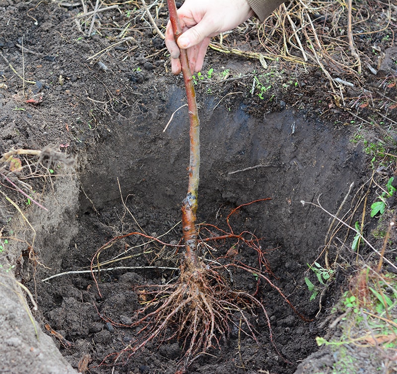 plant bare root tree