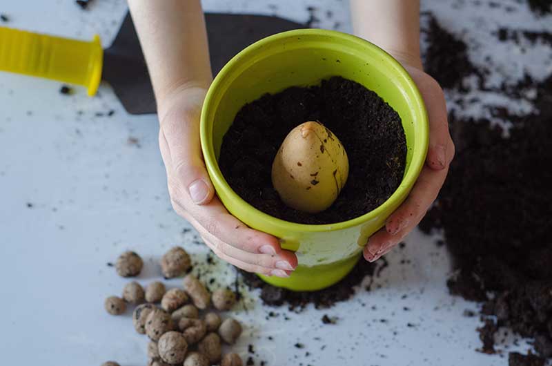 planting avocado into green pot