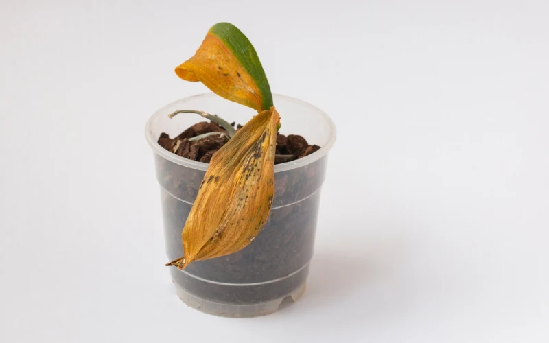potted orchid with sick yellow leaves