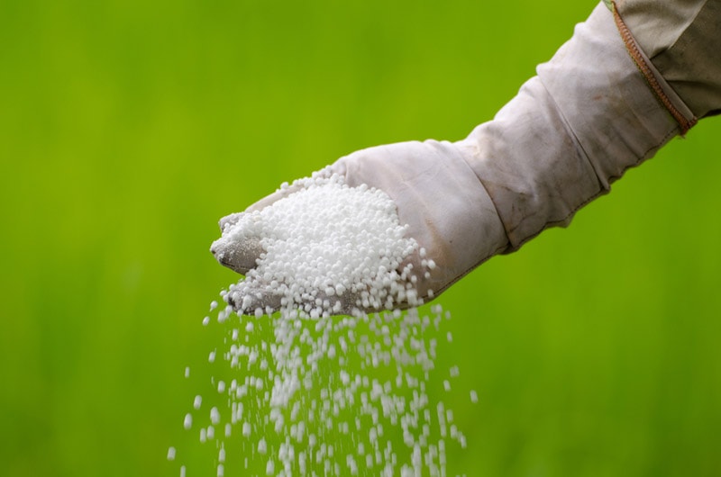 pouring fertilizer on grass