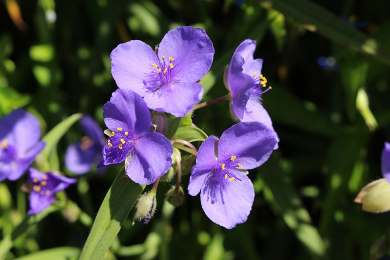 prairie spiderwort wildflowers