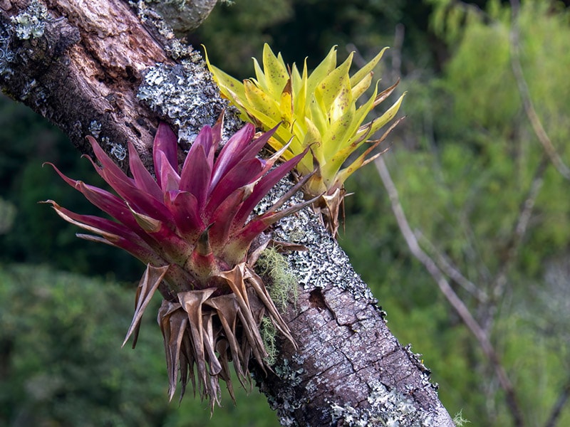 purple and green tillandsia air plants