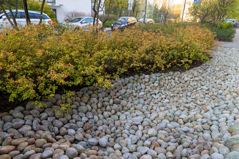rain garden