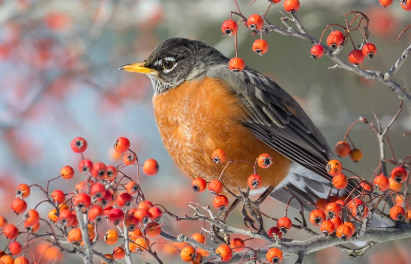 robin on a tree with berries