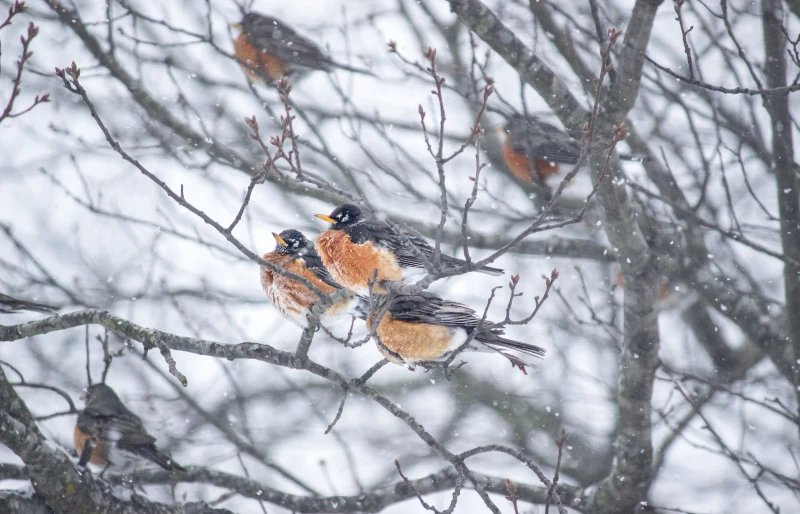 robins on a tree during winter