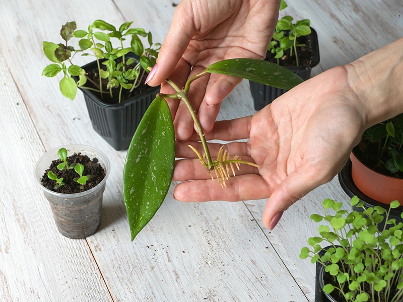 rooted cutting ready for planting