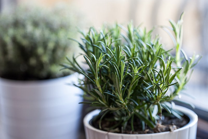 rosemary in white pot