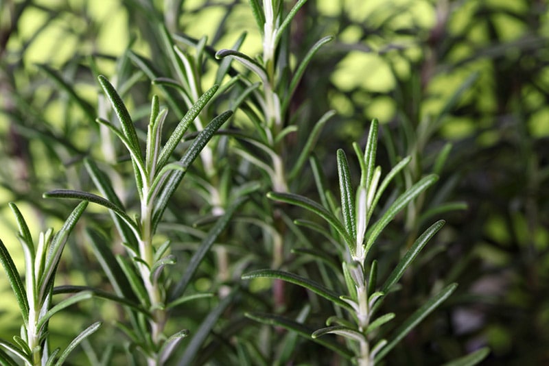 rosemary leaves