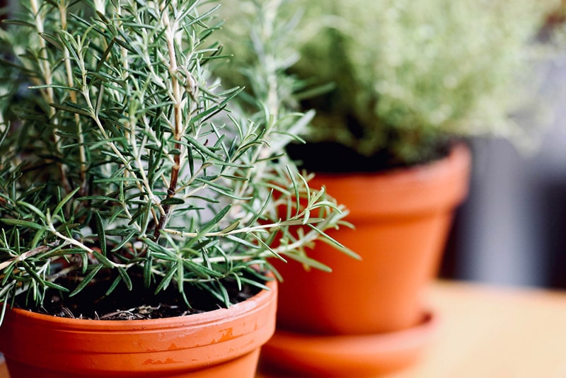 rosemary plant drooping