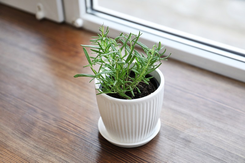 rosemary plant in white pot