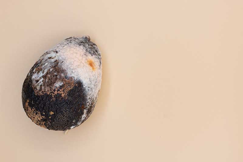 rotten avocado