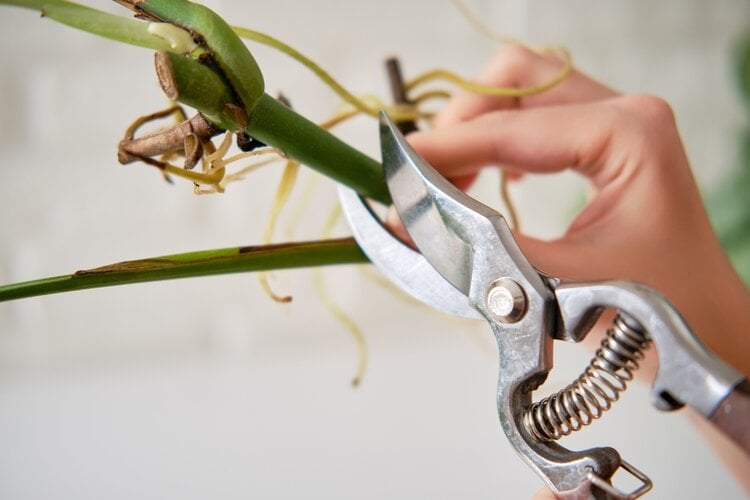 Women florist cuts monstera albo plant with garden scissors