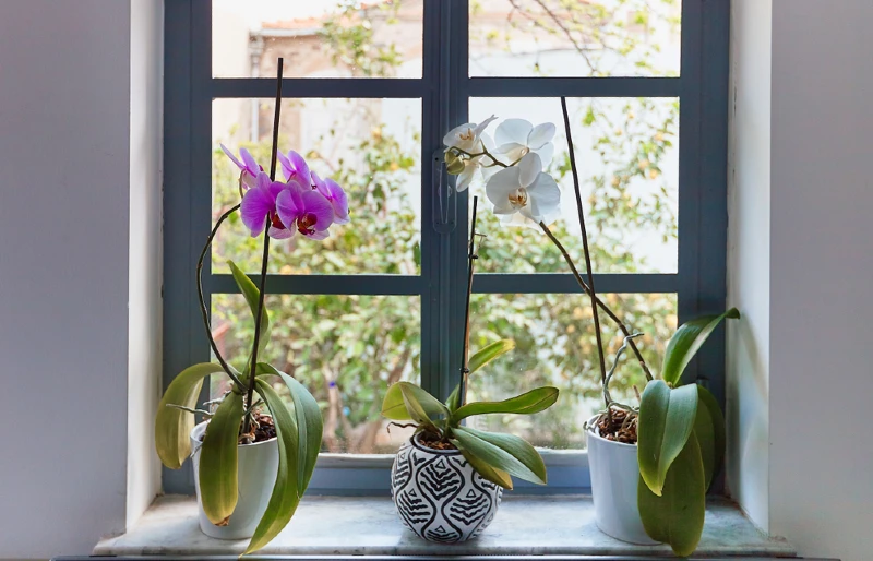 sick looking orchids on a window sill