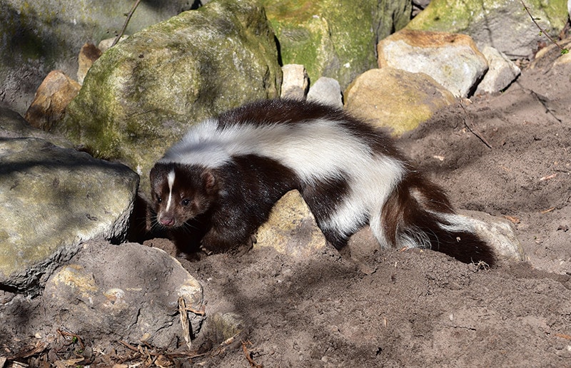 skunk in the garden