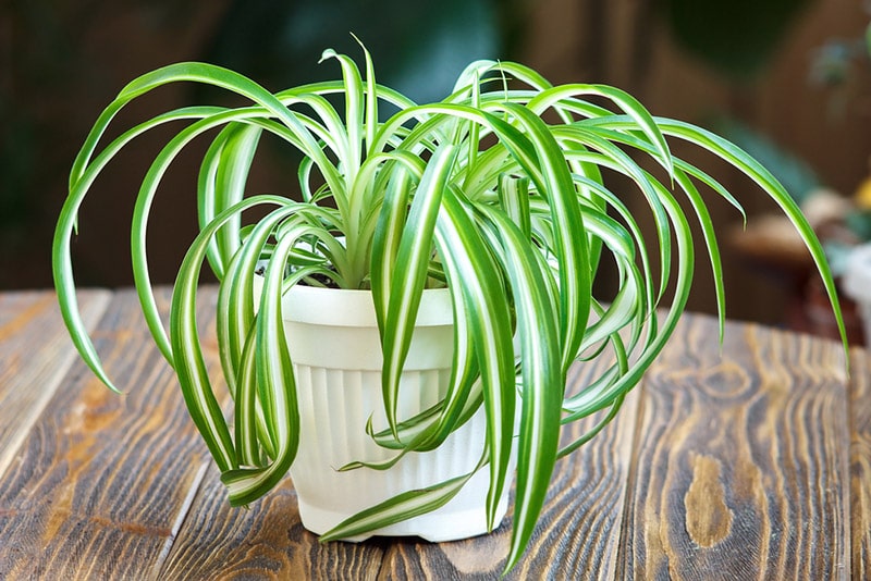 spider plant in white vase
