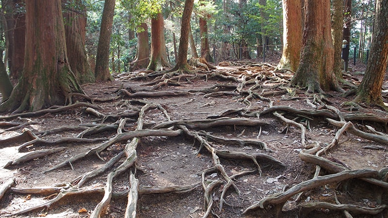 sprouted roots of old trees