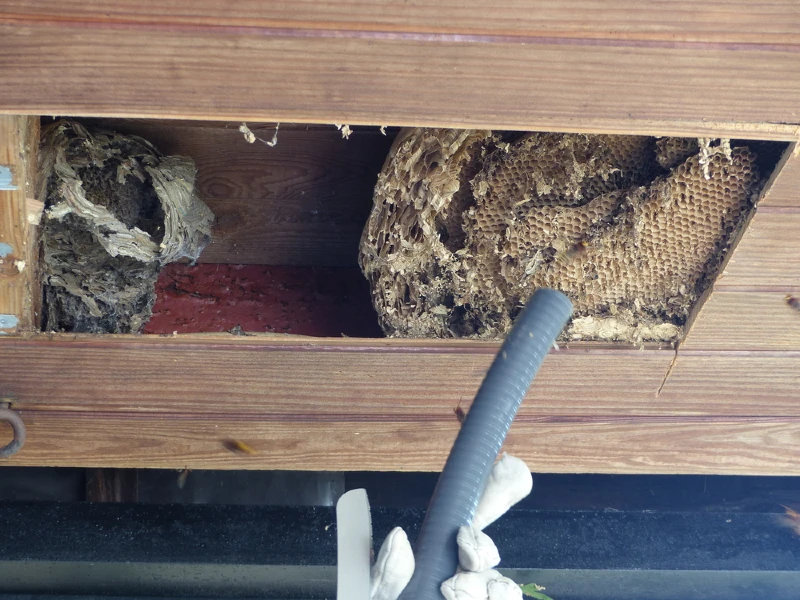 sucking hornets nest with vacuum cleaner