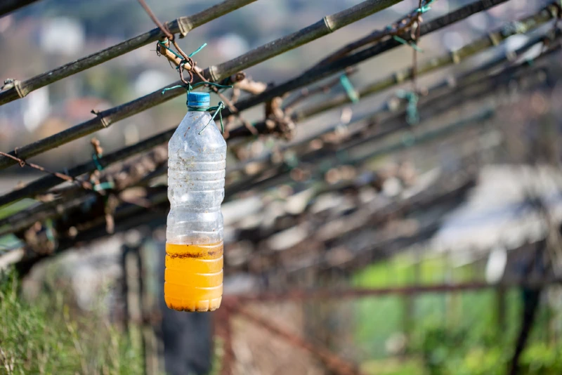 sugar bottle trap