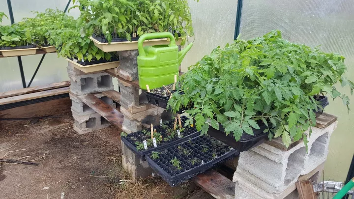 super easy diy greenhouse shelves