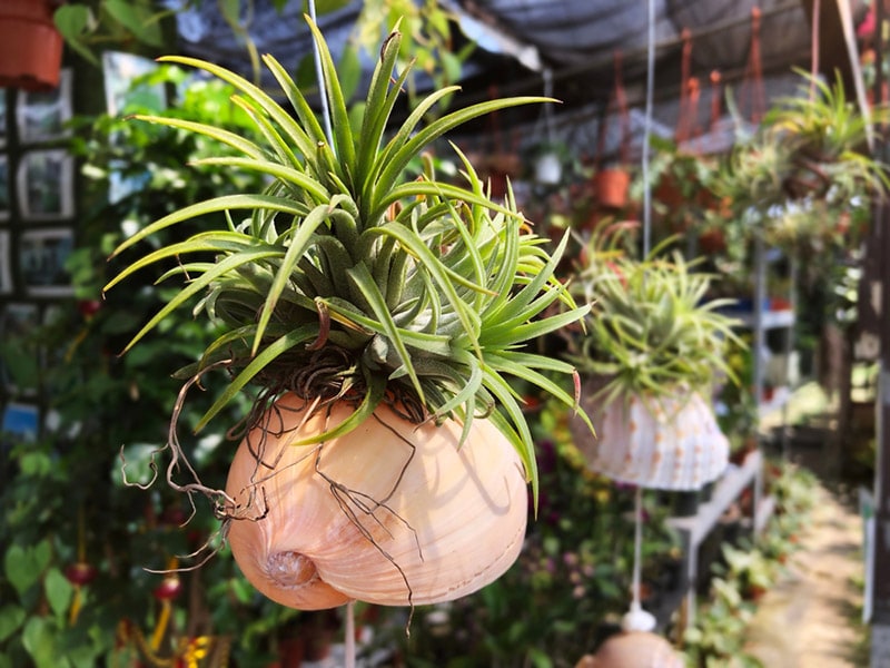 tillandsia (air plant) inside a sea shell