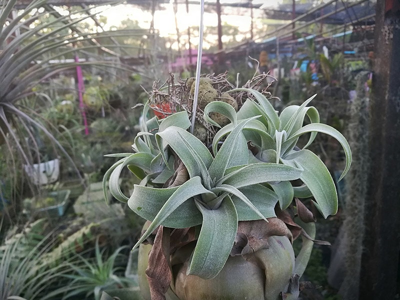 tillandsia streptophylla air plant shedding leaves