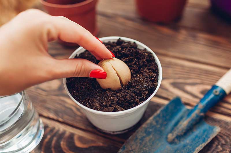 transplanting avocado seed in a pot