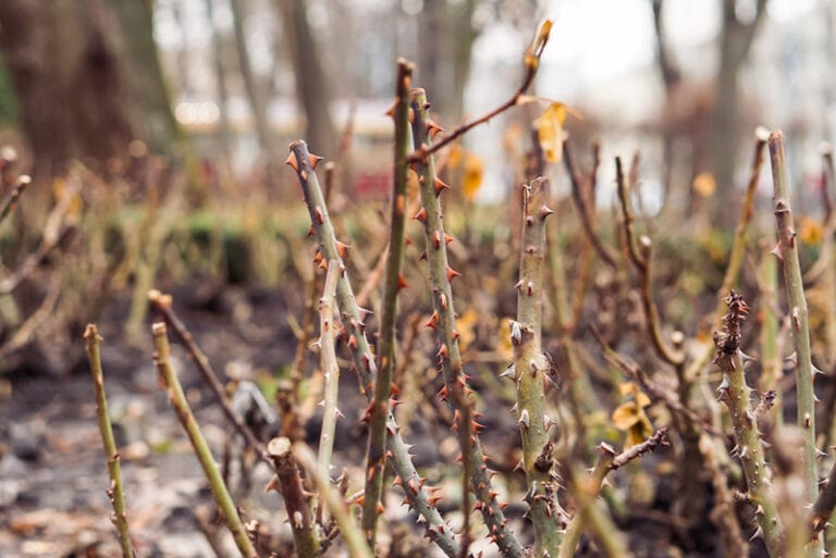 Is My Rose Bush Dead? (3 Critical Signs to Look For) | Home Grail