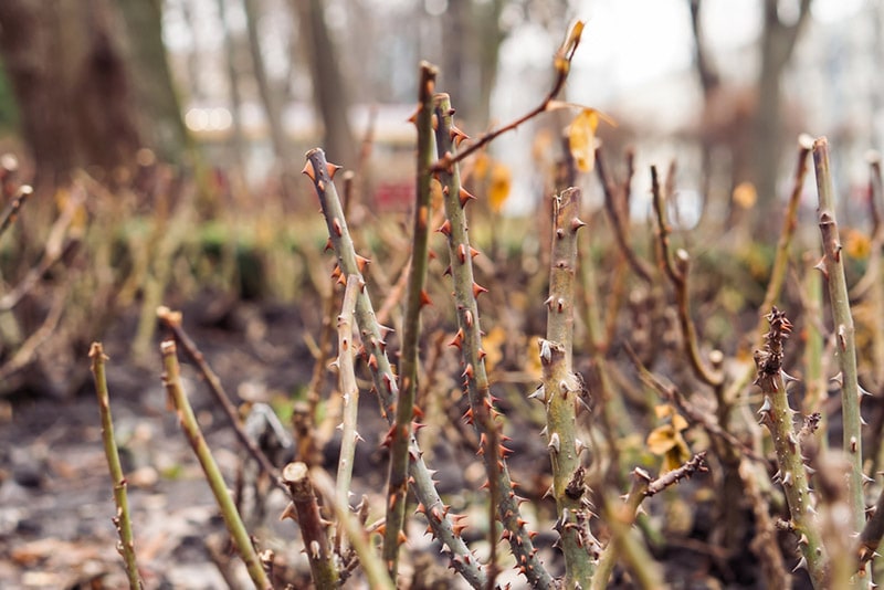 trimmed rose bush