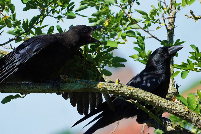 two crows perching on a tree branch