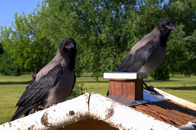 two hooded crows