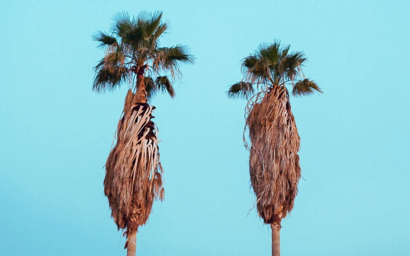 two palm trees with brown wilted dry fronds