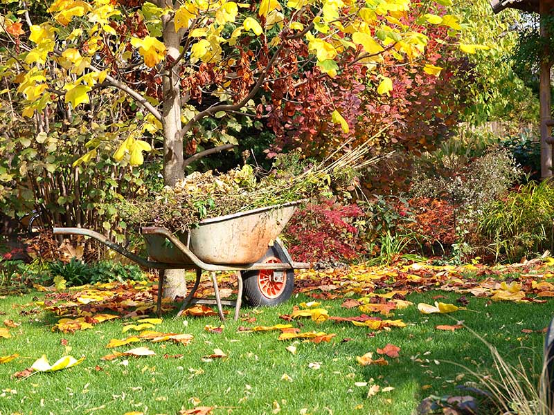 wheelbarrow in garden at autumn season