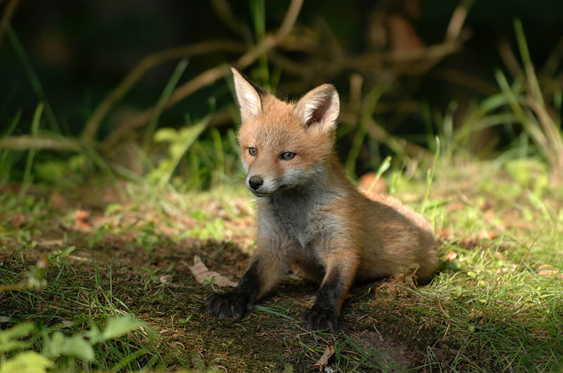wild fox