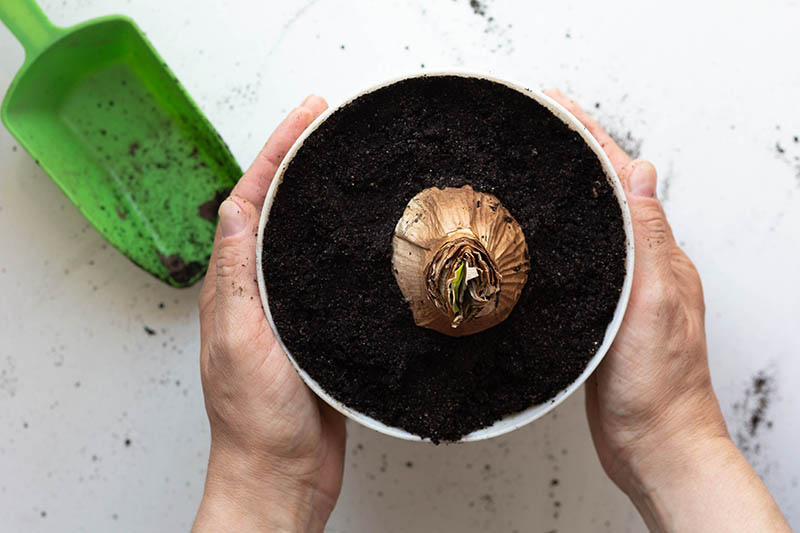 woman hands holding pot with planted bulb of Amaryllis