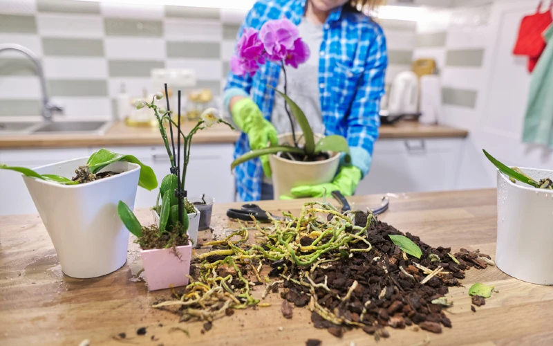 woman potting orchids