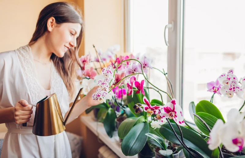 woman tending to potted orchids on the windowsill