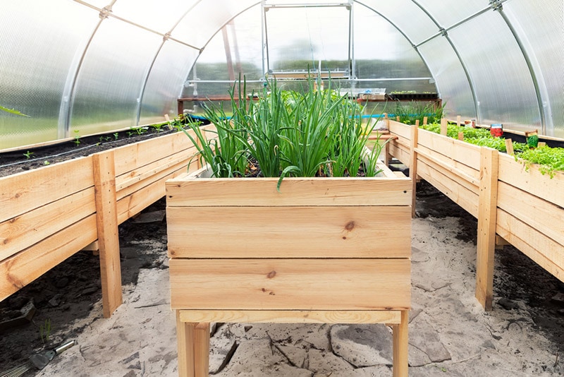 wooden pallet greenhouse with riased garden bed
