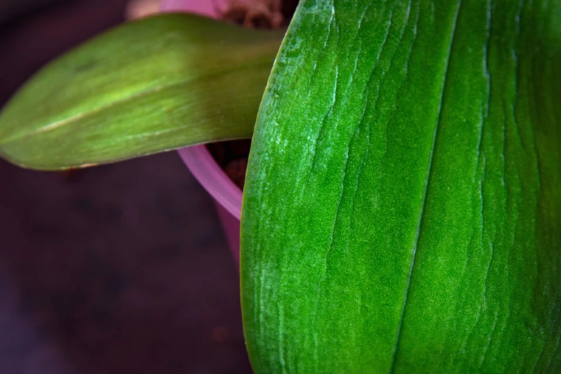 wrinkled orchid leaf