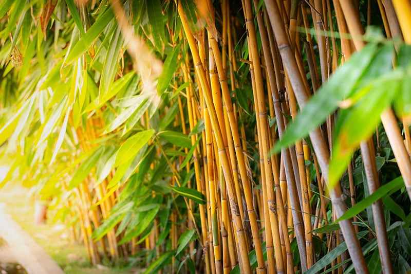 yellow bamboo