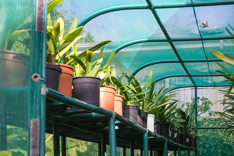 bush lily plants on a shelf under a shade cloth structure outdoors in a garden