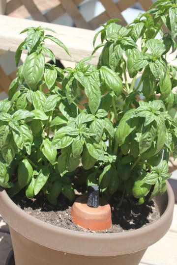 diy clay pot irrigation systems plus homemade ollas