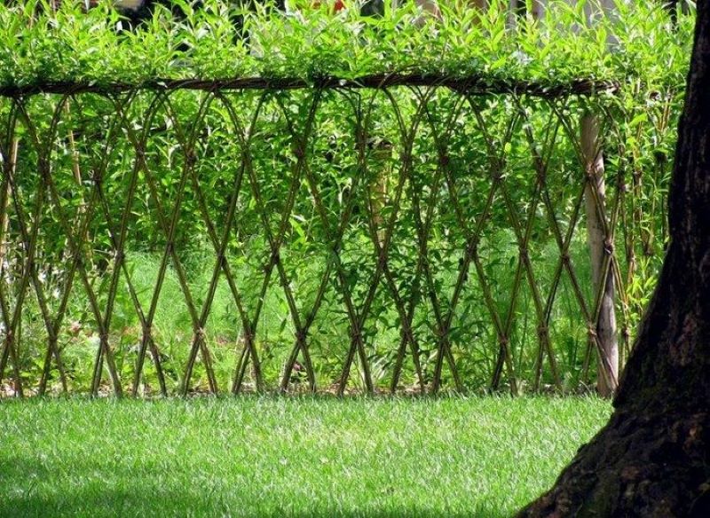 diy living willow fences