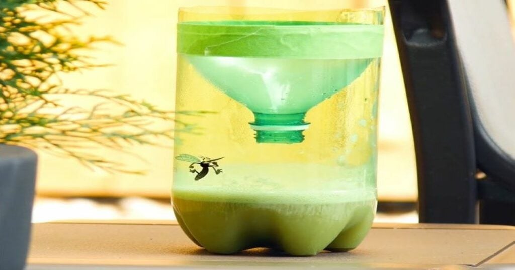 diy mosquito trap
