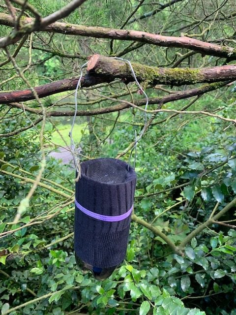 diy mosquito trap